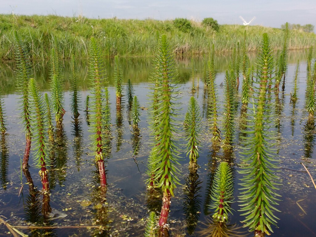 Top 10 Native Oregon Aquatic Plants Seeds of Nature Watergardens
