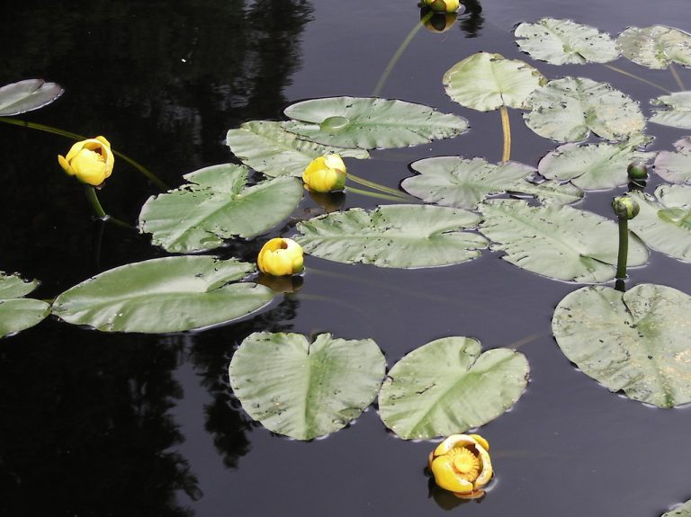 Top 10 Native Oregon Aquatic Plants Seeds of Nature Watergardens