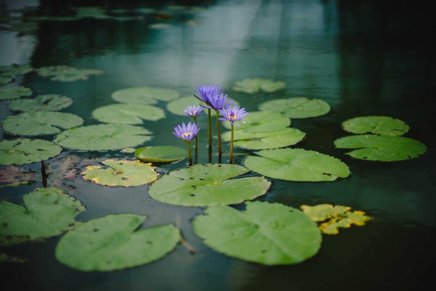 pond lilies with purple flowers medford oregon